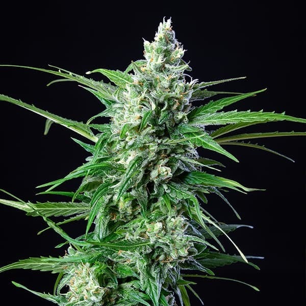 Genetik AK47 Cannabis Seeds, 4 pcs