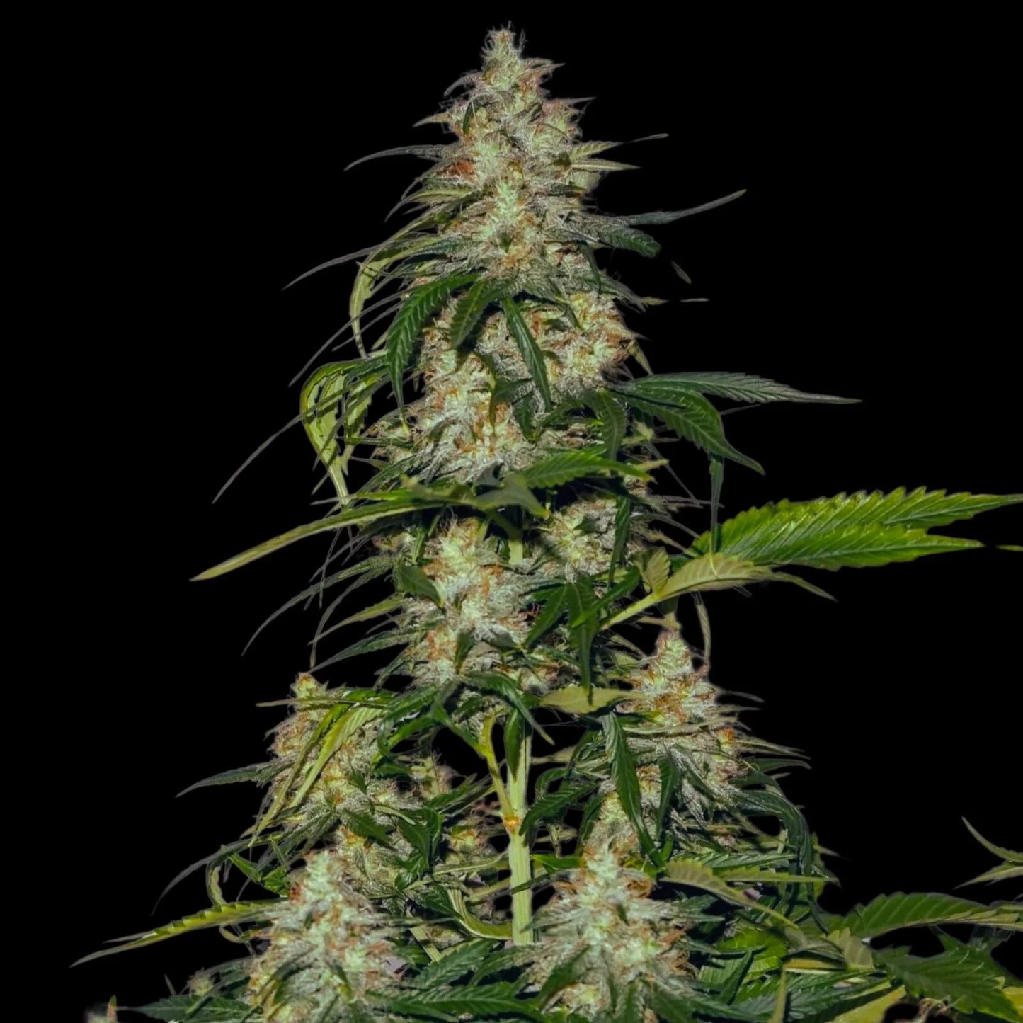 Genetik Amnesia Lemon Cannabis Seeds, 4 pcs