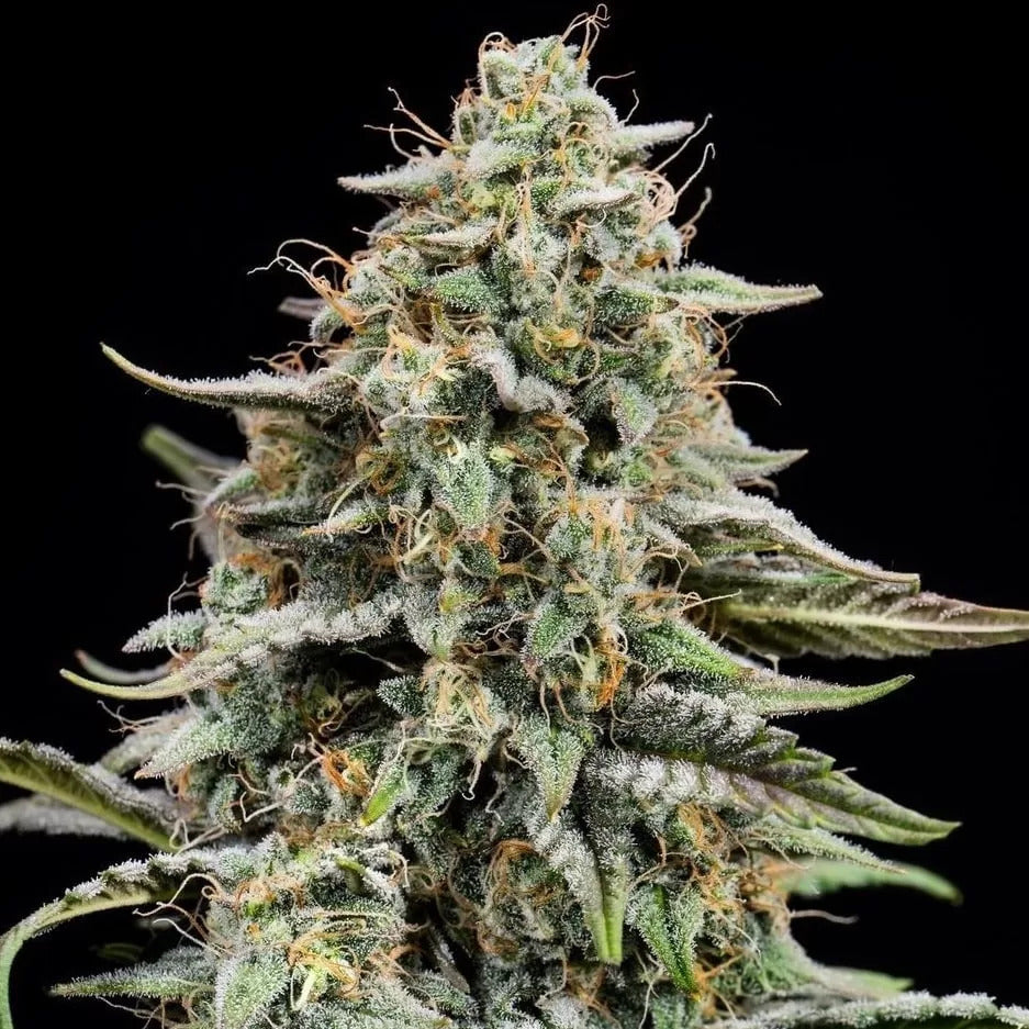 Genetik Banana Kush Cannabis Seeds, 4 pcs