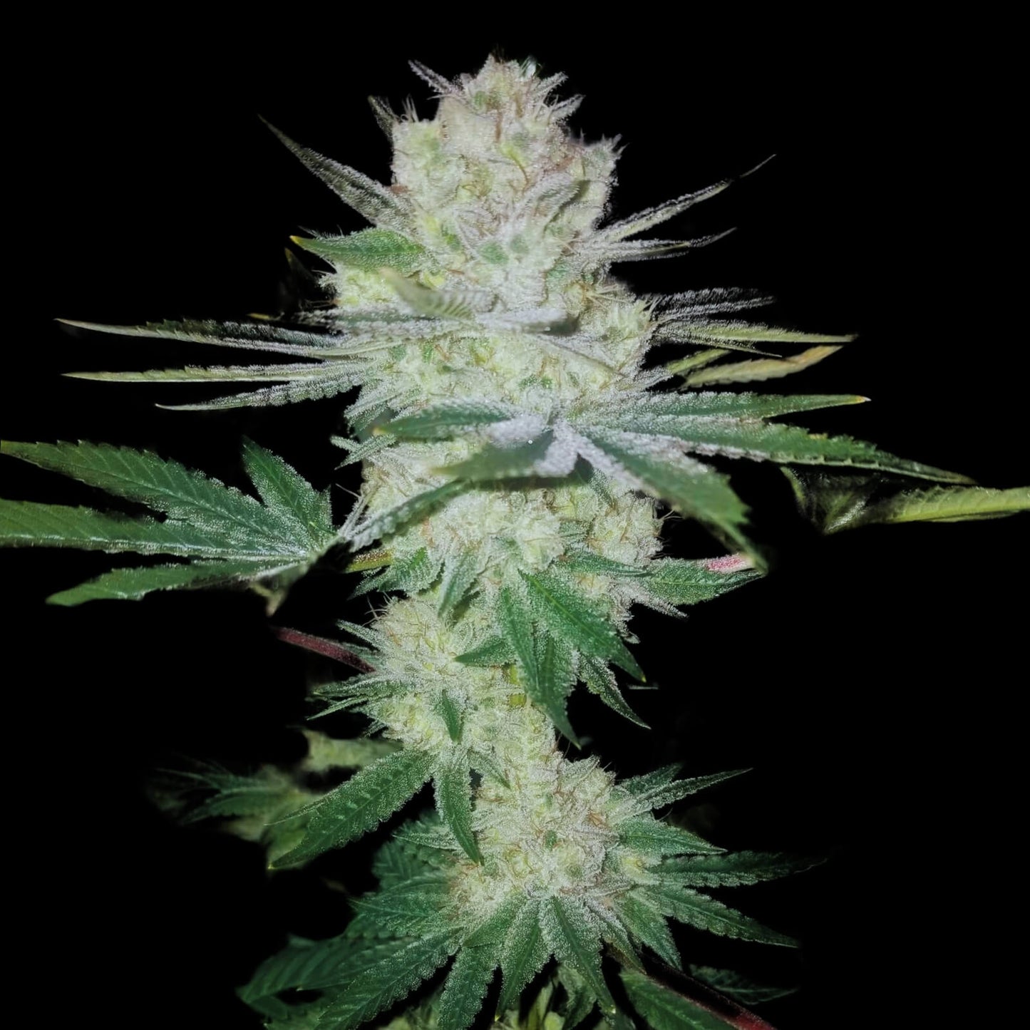 Genetik Gorilla Glue Cannabis Seeds, 4 pcs