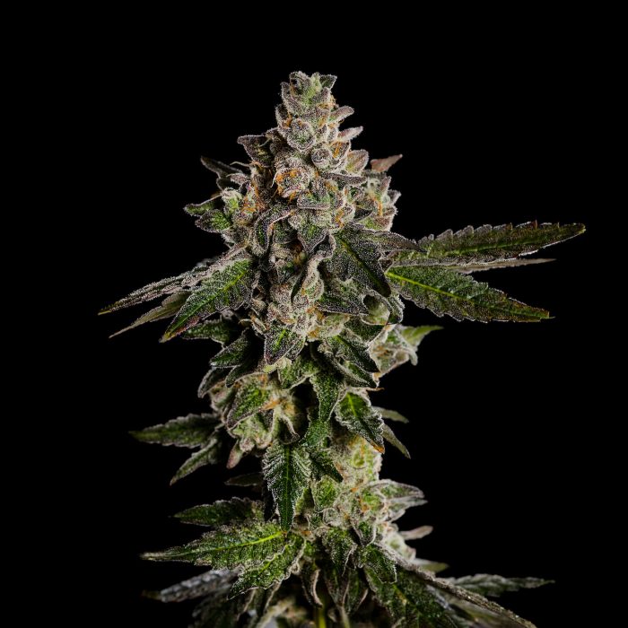 Genetik Jack Herer Cannabis Seeds, 4 pcs