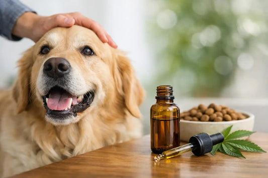 Pet CBD Oil for Dogs: What to Check First