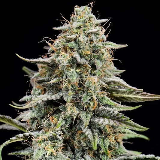 Genetik Banana Kush Cannabis Seeds, 4 pcs