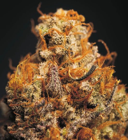 Genetik Critical Bilbo Cannabis Seeds, 4 pcs