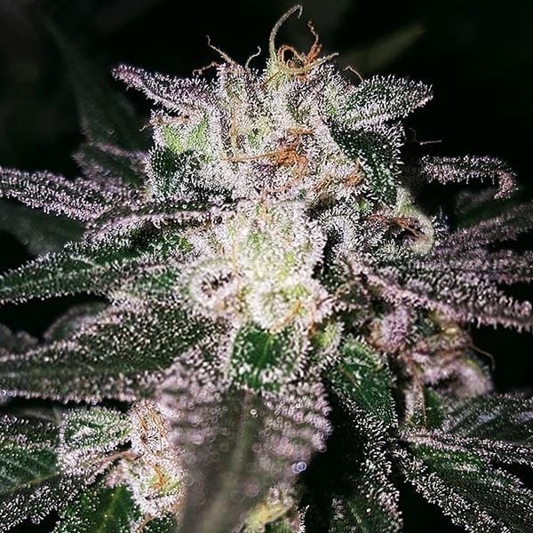 Genetik Alien Cookies Cannabis Seeds, 4 pcs