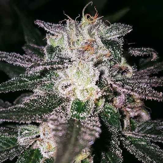 Genetik Alien Cookies Cannabis Seeds, 4 pcs