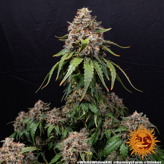 Genetik White Widow Cannabis Seeds, 4 pcs