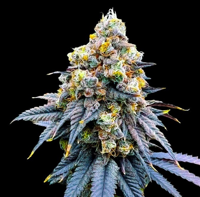Genetik California Haze Cannabis Seeds, 4 pcs